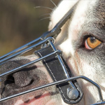 dog dog