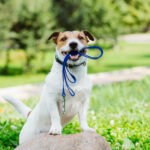 dog holds leash in mouth