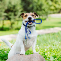 dog holds leash in mouth