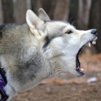 Dog bite Dog bite