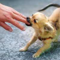 chihuahua puppy bites hand
