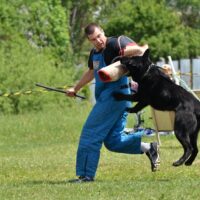 Dog bites owner Dog bites owner